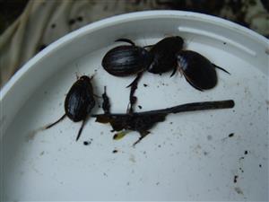 TML, zber materiálu